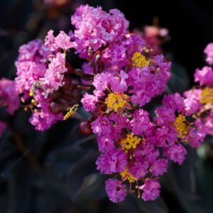 Dísznövények Hungaroplant kínálatában