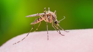 Begyulladt szúnyogcsípés és hajdúsító szérum